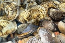 赤峰馬貝專賣店電話地址查詢