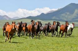 赤峰萬馬賓館電話號碼多少