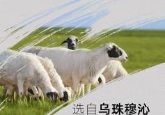 赤峰市賣新鮮羊蝎子電話號碼