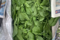 赤峰冰草批發(fā)電話多少號(hào)