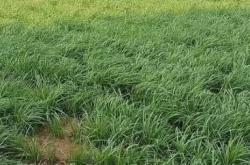 赤峰平莊草坪廠電話多少號(hào)