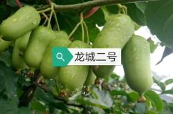 赤峰軟棗子苗供應(yīng)商電話號(hào)碼