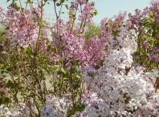 赤峰穆家營子八隊(duì)電話號(hào)碼