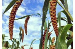 我想找赤峰小米廠家電話