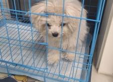 赤峰賣(mài)抓狗工具的地方電話號(hào)碼