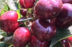 赤峰龍哥水果批發(fā)電話地址查詢