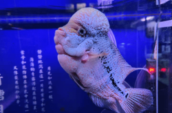 赤峰賣魚(yú)直播觀賞魚(yú)電話號(hào)碼