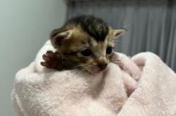 赤峰平莊尋貓電話號(hào)碼查詢