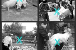 赤峰電動趕豬器廠家電話號碼