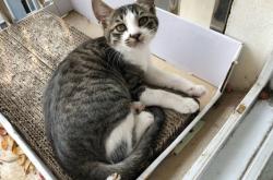 赤峰小貓咪領(lǐng)養(yǎng)電話號碼查詢