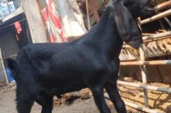 赤峰波爾山羊羊苗基地電話號(hào)碼