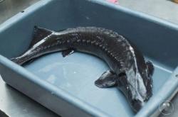 赤峰現(xiàn)殺牛肉店電話地址查詢