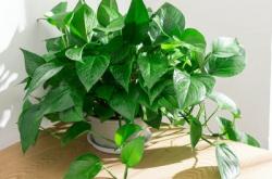 赤峰花店綠蘿市場電話號(hào)碼查詢