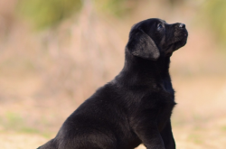 赤峰市賣狗狗的地方電話號碼