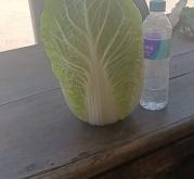 赤峰市白菜代辦公司電話號碼