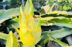 赤峰火龍果采摘基地電話號碼