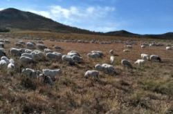 赤峰活羊養(yǎng)殖場地址電話號碼