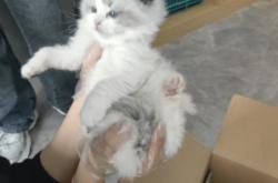 赤峰哪里可以領養(yǎng)貓