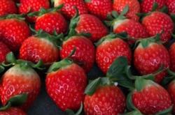 赤峰三道井草莓采摘園電話號(hào)碼