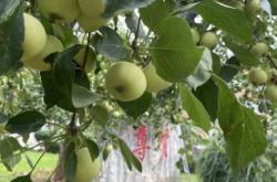 赤峰采摘蘋(píng)果園地址電話號(hào)碼