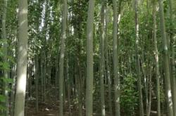 赤峰市賣楊樹苗的電話號碼