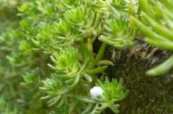 赤峰苔蘚墻施工隊電話地址查詢