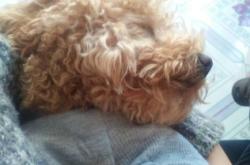 赤峰石林寵物店電話多少號