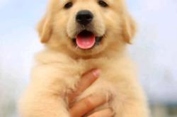 赤峰名貓名犬繁育基地電話號碼