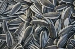 赤峰瓜子廠家聯(lián)系電話號碼查詢