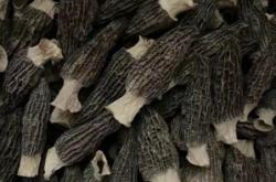 赤峰種植羊肚菌電話多少啊