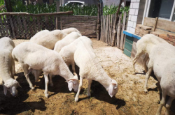 赤峰邊牧養(yǎng)殖基地電話號碼