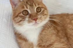 赤峰橘貓領養(yǎng)基地電話號碼