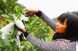 赤峰鐵南果益農(nóng)藥店電話號(hào)碼