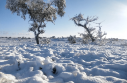 赤峰外貿(mào)冷凍廠電話號碼查詢