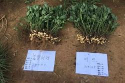 赤峰花生秧子批發(fā)市場(chǎng)電話號(hào)碼