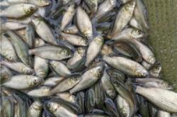 赤峰鯽魚養(yǎng)殖基地電話號碼查詢