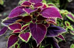 赤峰盆栽彩葉草批發(fā)電話地址