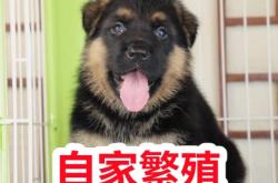 赤峰犬證辦理流程