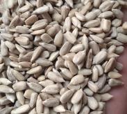 赤峰瓜子油葵種植基地電話號(hào)碼