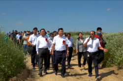 赤峰收蕎麥皮的地方電話號碼