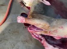 赤峰驢馬屠宰場電話地址查詢