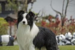 赤峰血統(tǒng)邊牧養(yǎng)殖基地電話號碼