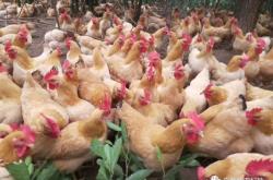 赤峰酵素養(yǎng)雞基地電話號碼