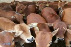 赤峰黃牛種苗批發(fā)市場電話號碼