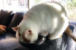 赤峰喵咪蛋糕店電話地址查詢