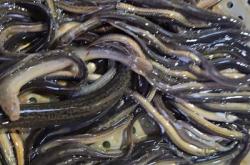 赤峰小河魚批發(fā)市場(chǎng)電話號(hào)碼