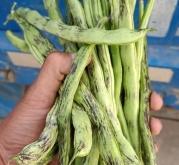 赤峰超大豆角種植基地電話號碼