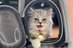 赤峰金吉拉專(zhuān)賣(mài)店電話(huà)號(hào)碼