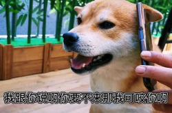 赤峰找狗主人電話多少號(hào)碼