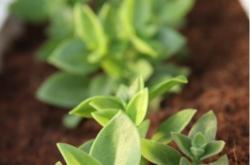 赤峰植物研究所電話號(hào)碼是多少